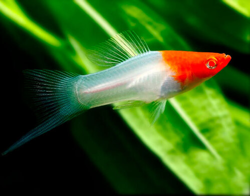 Espada Red Cap Albino 2-5cm 1 Espada Red Cap Albino 2-5cm