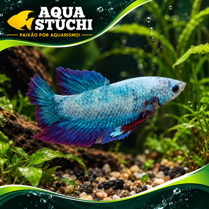 Betta Macho Plakat Dragon 3-5cm