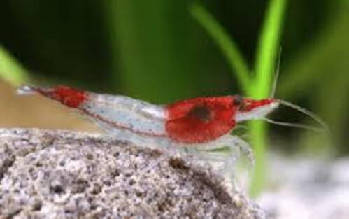 Camarão Neocaridina Red Rilli 1-2cm 1 Camarão Neocaridina Red Rilli 1-2cm