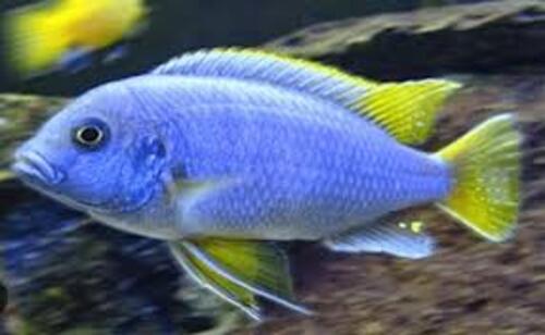 Gephyrochromis moorii 3-6cm 1 Gephyrochromis moorii 3-6cm