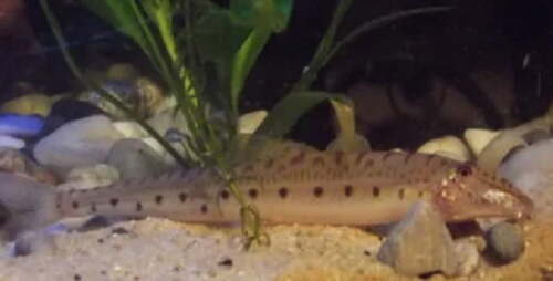 Botia Cara de Cavalo 3-5cm 1 Botia Cara de Cavalo 3-5cm