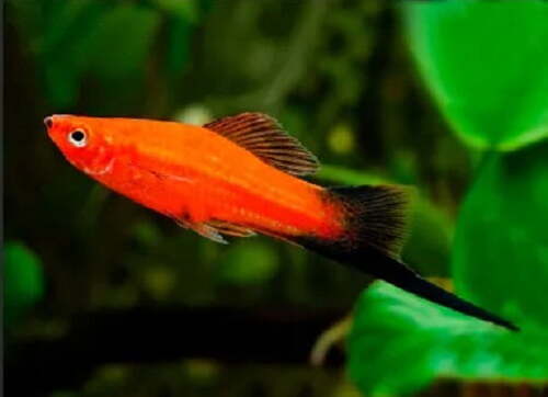 Espada Wagtail 2-5cm 1 Espada Wagtail 2-5cm