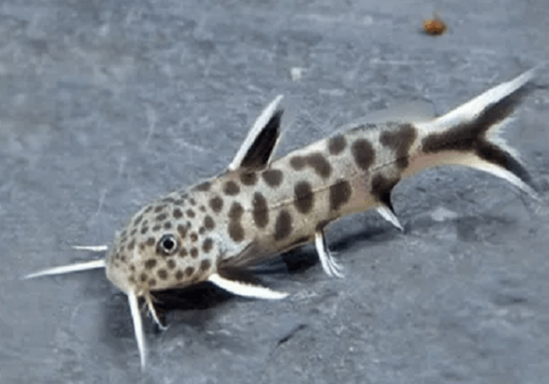 Synodontis Petricola 3-6cm 1 Synodontis Petricola 3-6cm