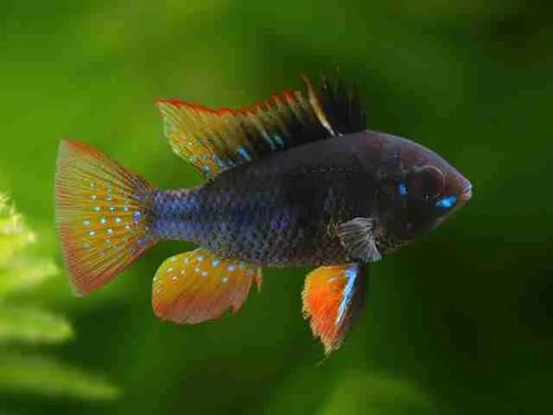 Ramirezi Dark 2-4cm 1 Ramirezi Dark 2-4cm