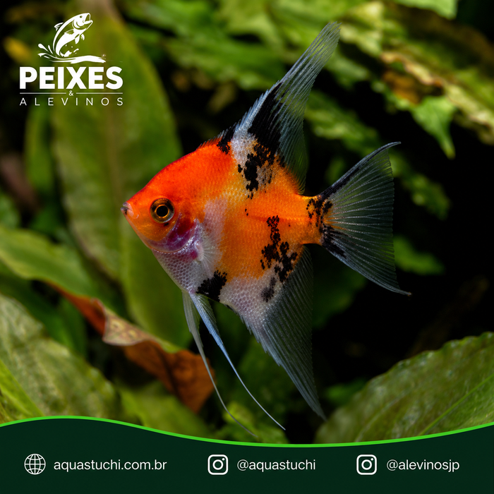 Acara Bandeira Gold Koi 3-4cm