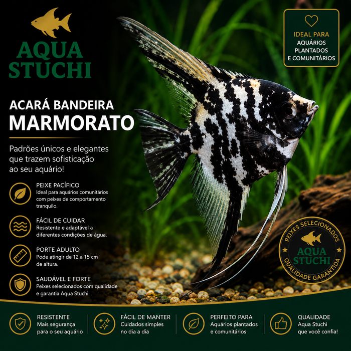 Acara Bandeira Marmorato 3-4cm 1 Acara Bandeira Marmorato 3-4cm