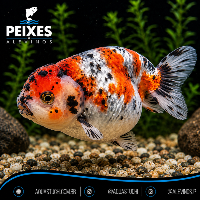Kinguio Ranchu Calico 6-9cm 1 Kinguio Ranchu Calico