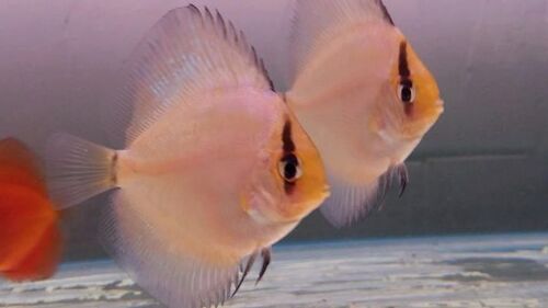 Acara Disco Ghost 6-9cm 1 Acara Disco Ghost 6-9cm