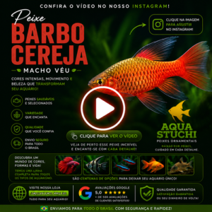Barbo Cereja Macho Véu 2-4cm