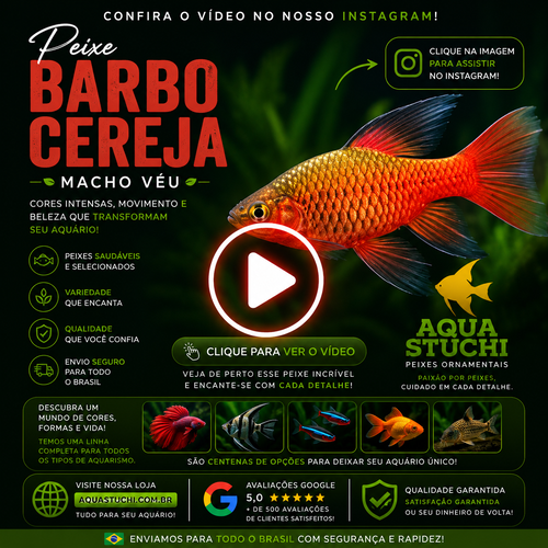 Barbo Cereja Macho Véu 2-4cm
