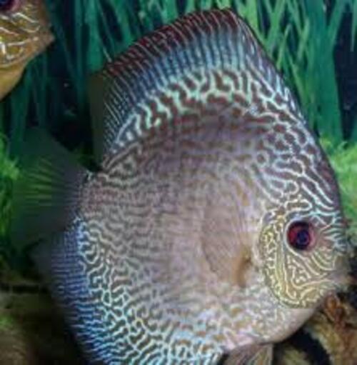 Acara Disco Blue Snake Skin 6-9cm 1 Acara Disco Blue Snake Skin 6-9cm