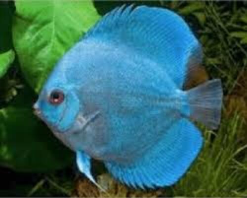 Acara Disco Blue Diamond 6-9cm 1 Acara Disco Blue Diamond 6-9cm