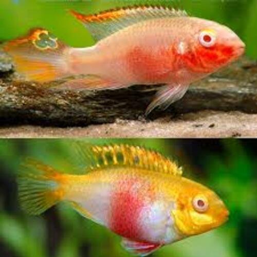 Kribensis Albino 3-4cm 1 Kribensis Albino 3-4cm