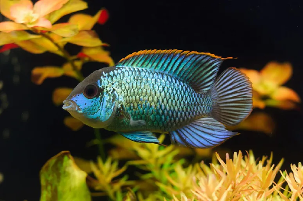 Acara Blue 3-6cm
