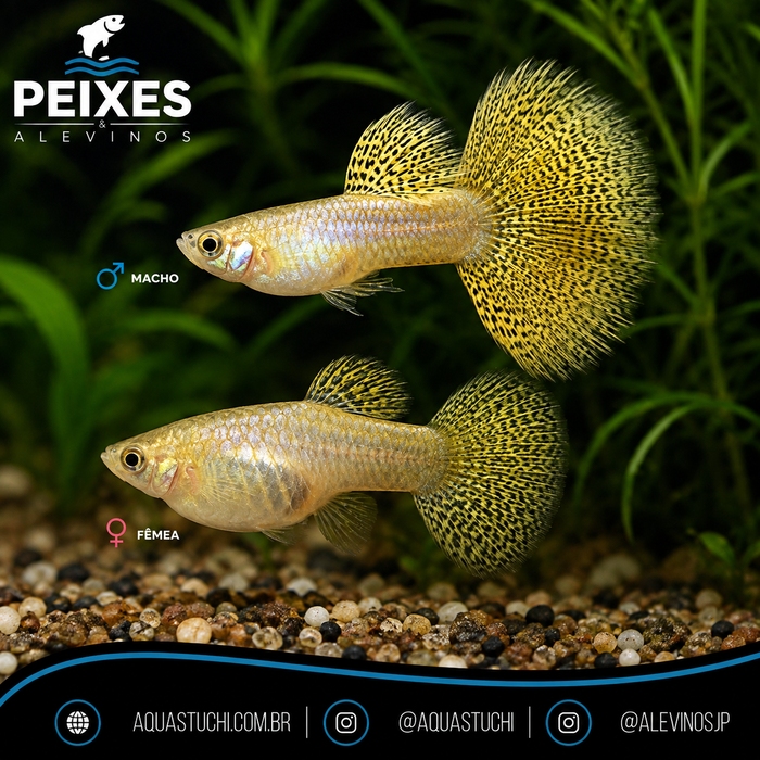 Lebiste Gold Yellow Lace Casal 2-4cm