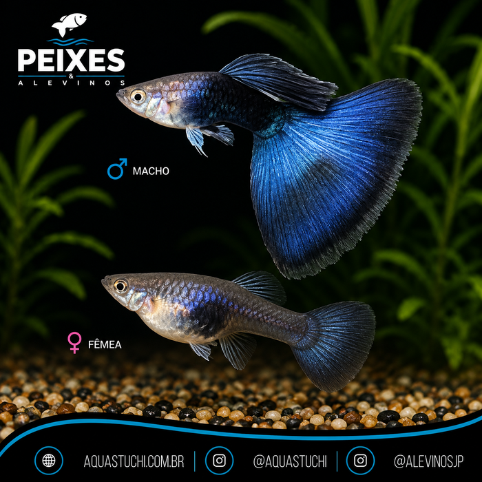 Lebiste Preto Casal 2-4cm