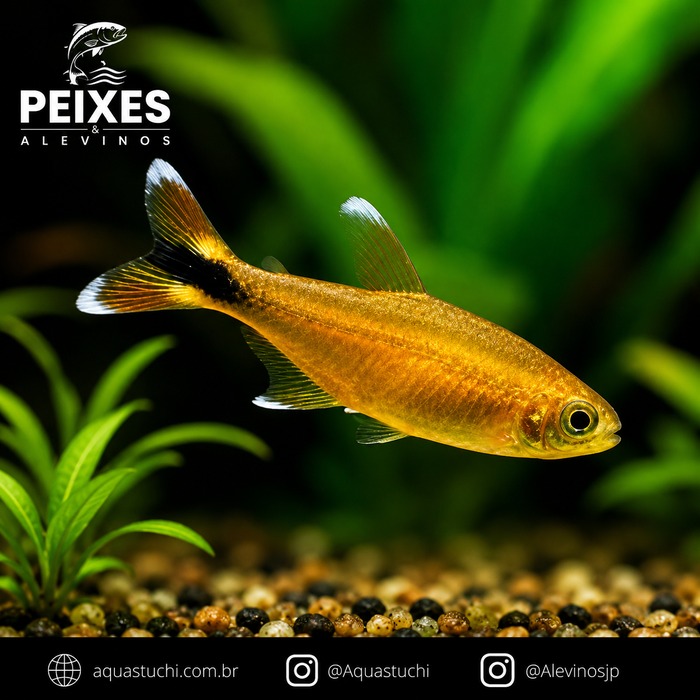 Tetra Silver Tip 1-3cm