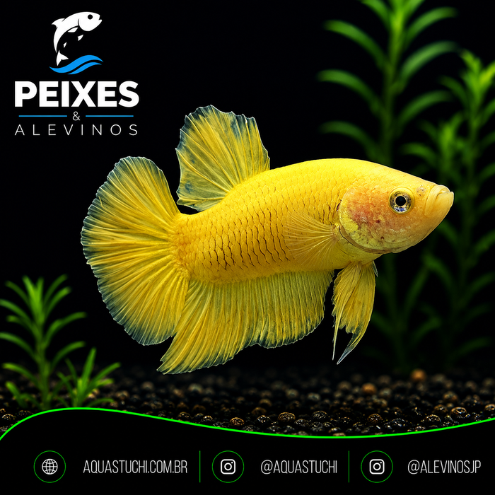 Betta Macho Plakat Yellow 3-6cm