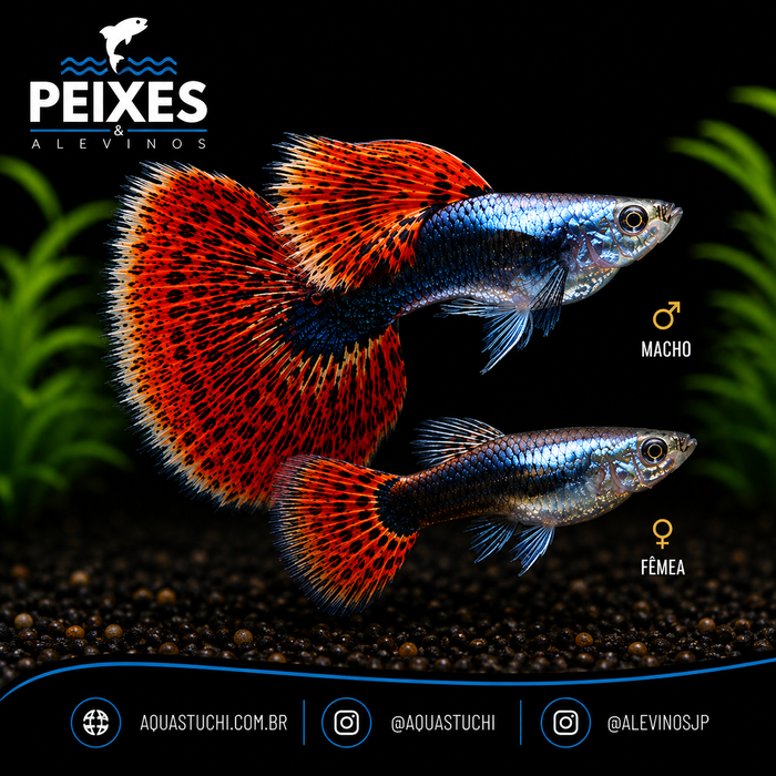 Lebiste Red Thailer Platino Casal 2-4cm