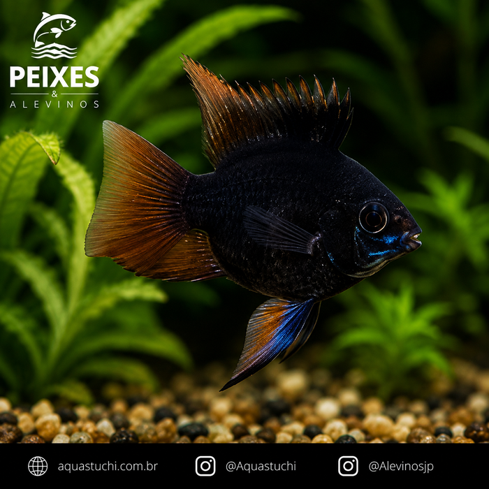 Ramirezi Dark Balão 2-4cm