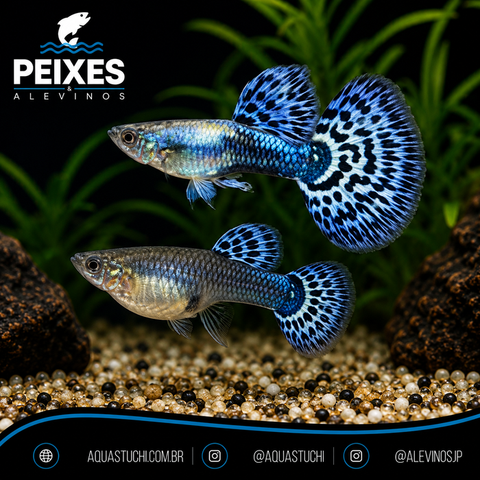 Lebiste Blue Mosaico Casal 2-4cm