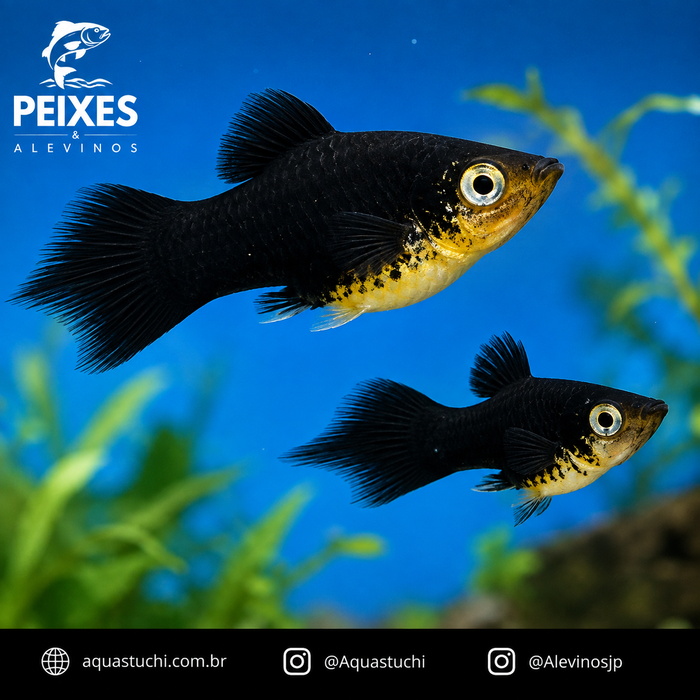 Plati Pincel Negro 2-4cm