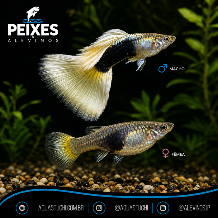 Lebiste Pastel Casal 2-4cm