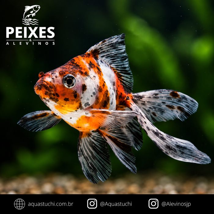 Kinguio Calico 3 Caudas 3-6cm