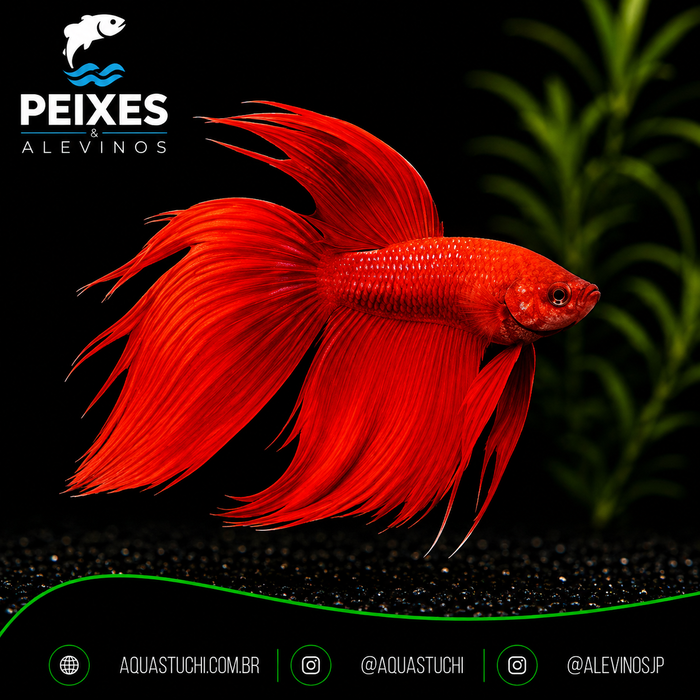 Betta Macho Splendens Red 3-6cm