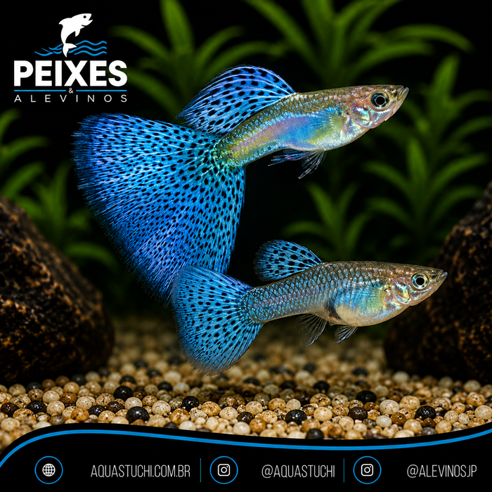 Lebiste Blue Glass Casal 2-4cm