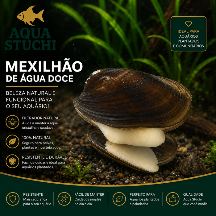 Mexilhão de Água Doce Grande