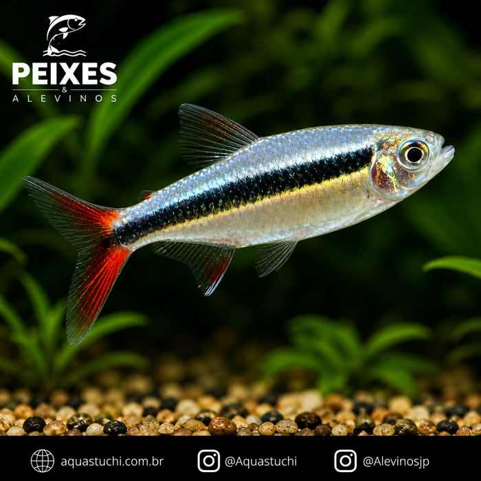 Tetra Pinguim Red Tail 1-3cm