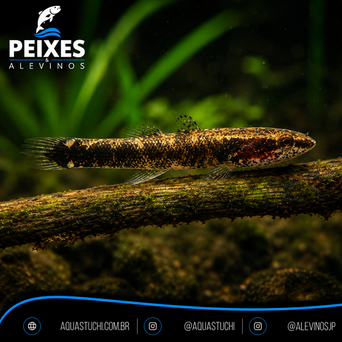 Goby Eleotris Pisonis 3-6cm