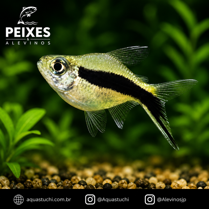 Tetra Pinguim Balão 1-3cm