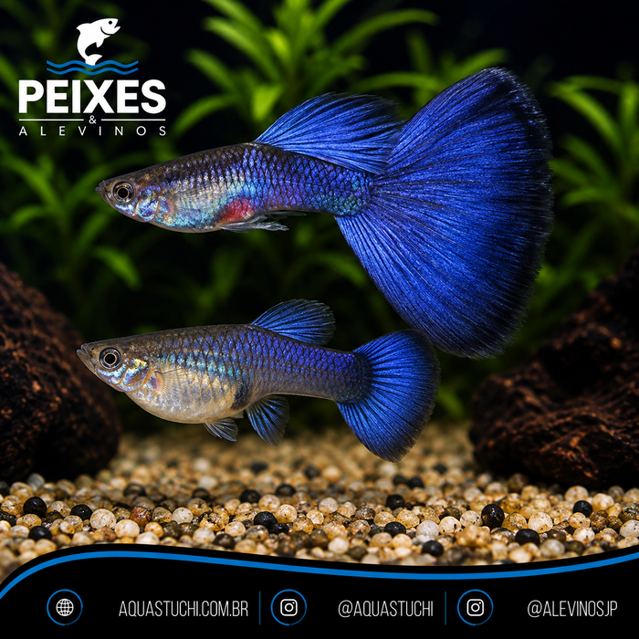 Lebiste Azul Casal 2-4cm