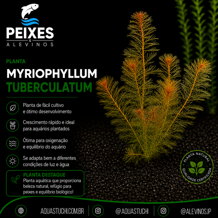 Myriophyllum Tuberculatum
