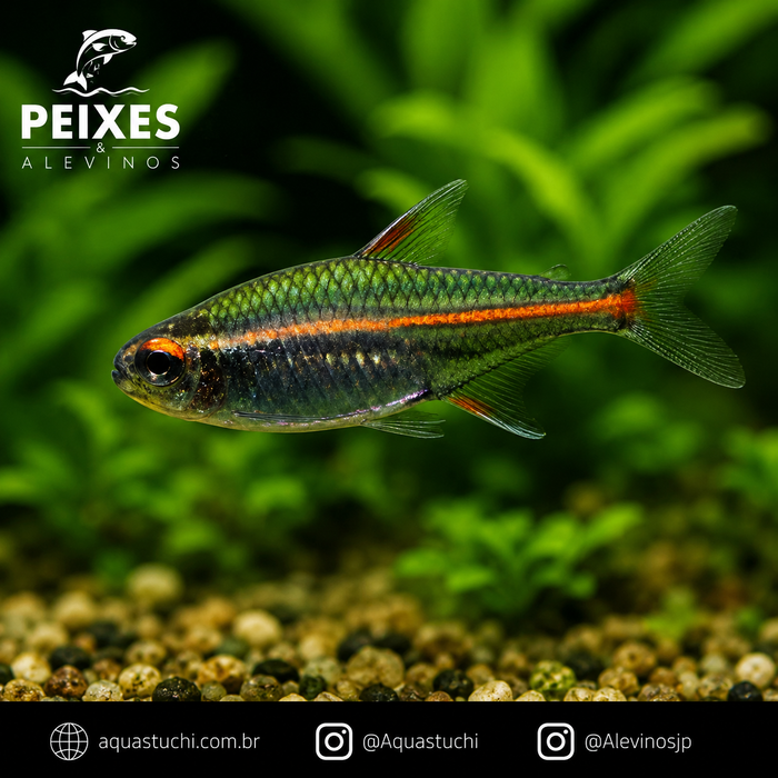 Tetra Glowlight 2-3cm