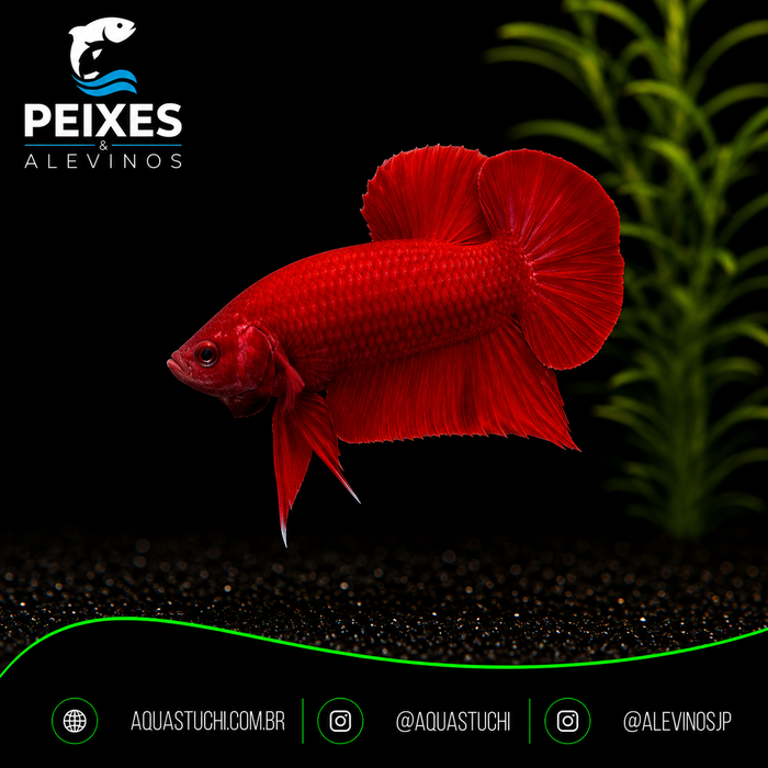 Betta Macho Plakat Red 3-6cm