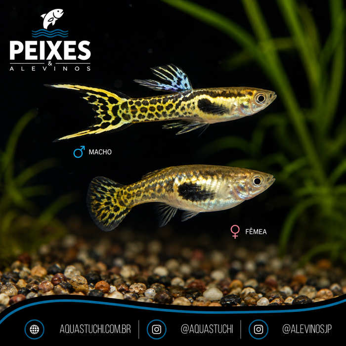 Lebiste Endler Yellow Snakeskin Casal 2-4cm