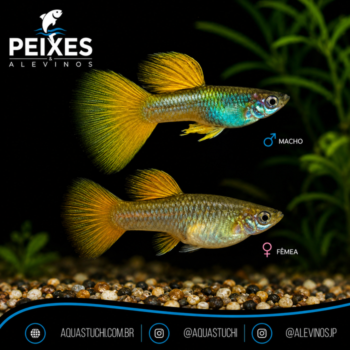 Lebiste Metal Pingo Yellow Casal 2-4cm