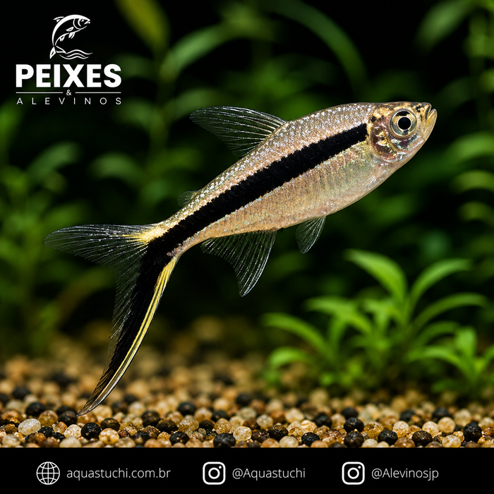 Tetra Pinguim Véu 1-3cm
