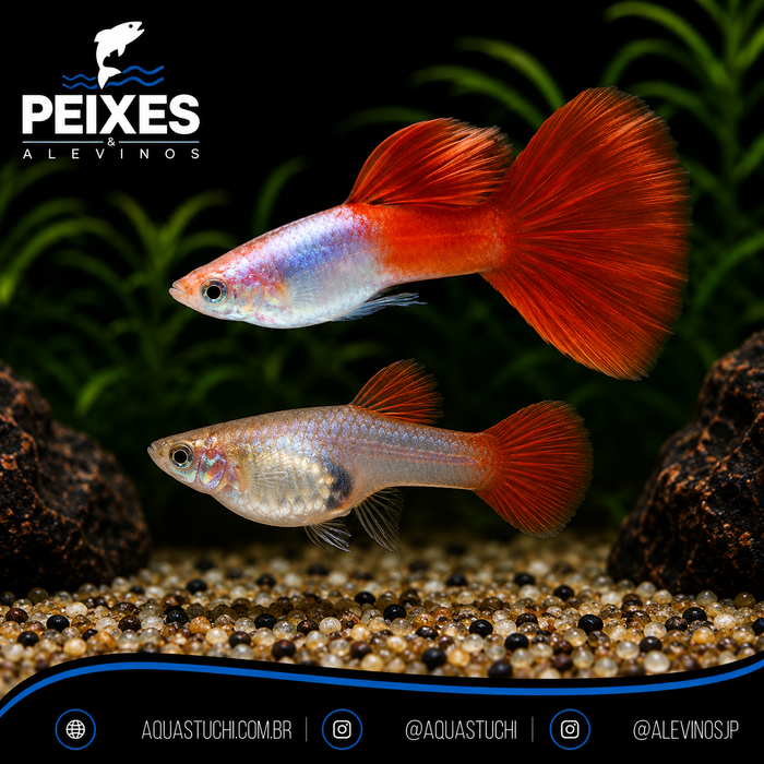 Lebiste Cereja Casal 2-4cm