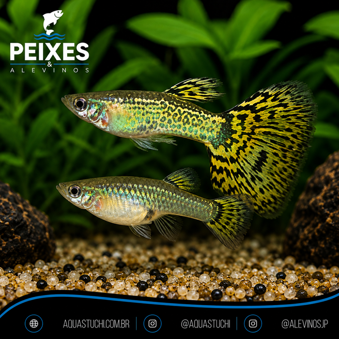 Lebiste Cobra Casal 2-4cm