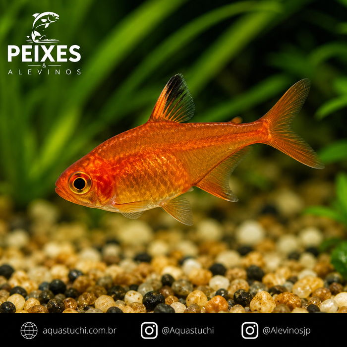 Tetra Foguinho Amandae 1-3cm