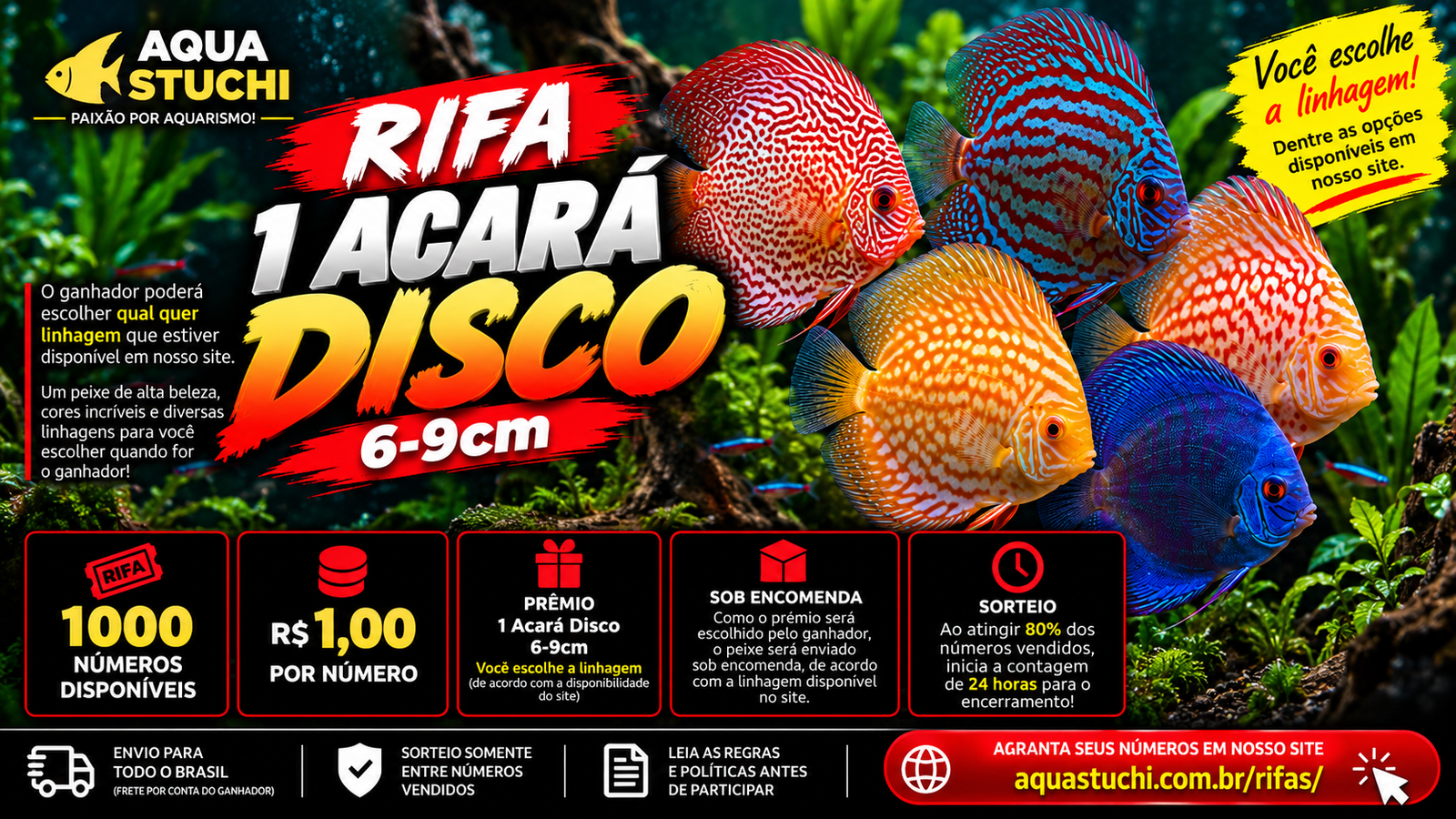 🎟️ Rifa — 1 Acará Disco 6–9 cm
