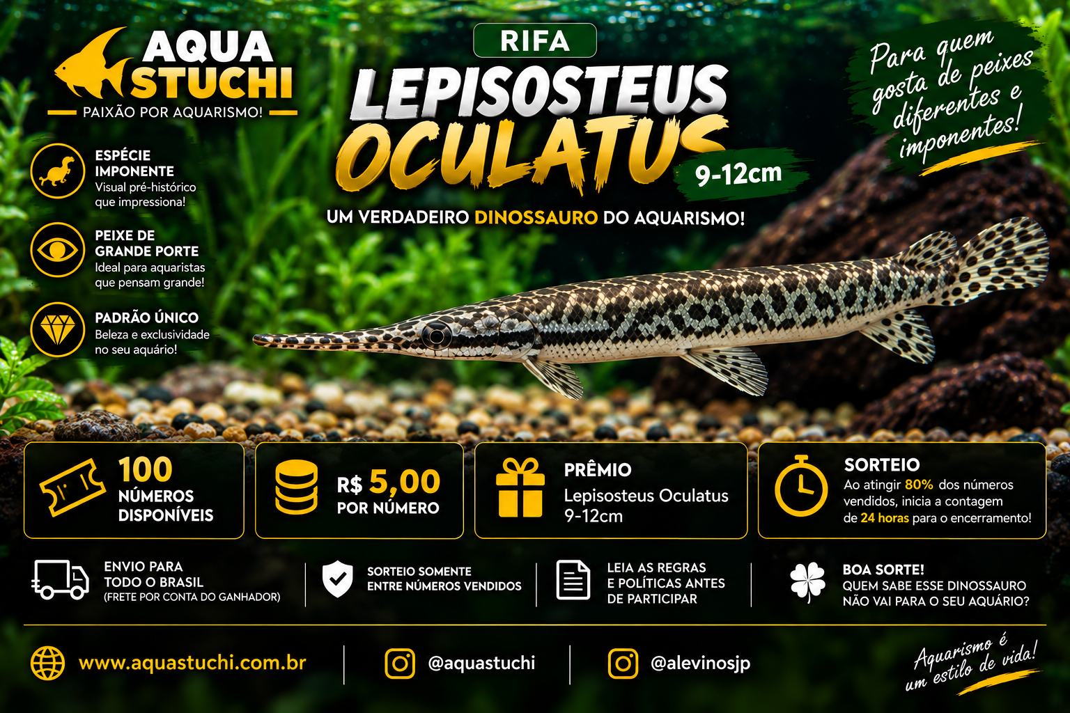 Lepisosteus Oculatus 9–12cm — O Verdadeiro Dinossauro