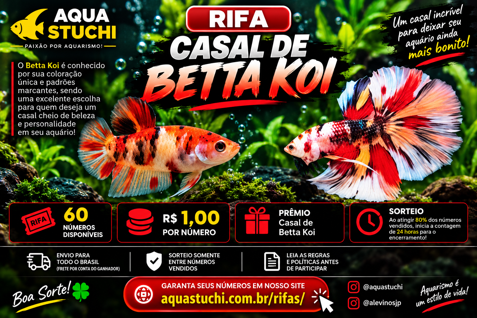 🐟 Casal de Betta Koi