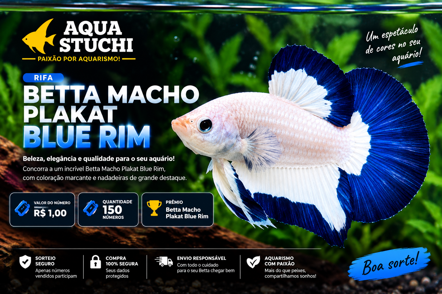 Betta Macho Plakat Blue Rim