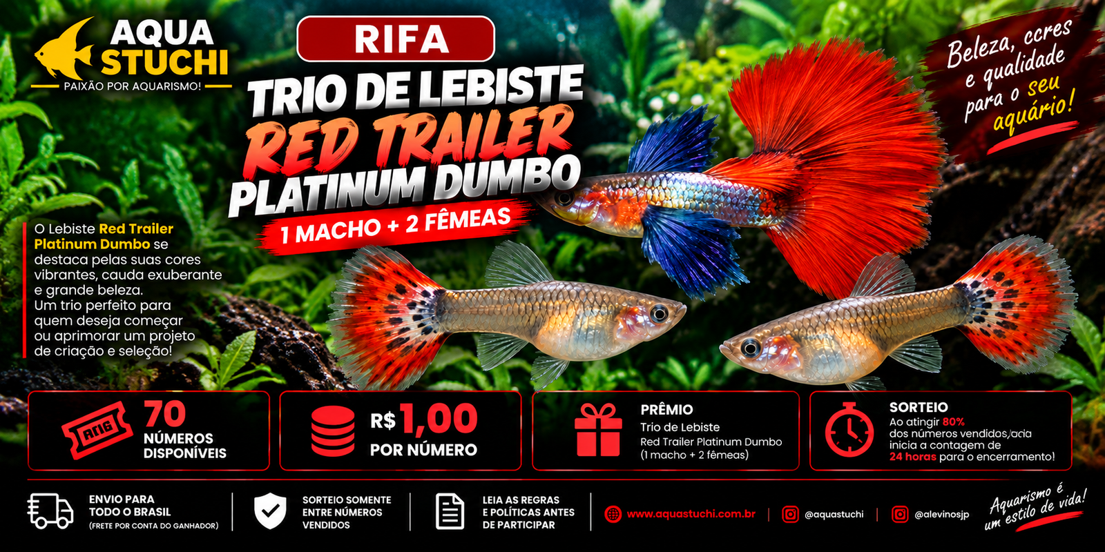 🐟 Trio de Lebiste Red Trailer Platinum Dumbo