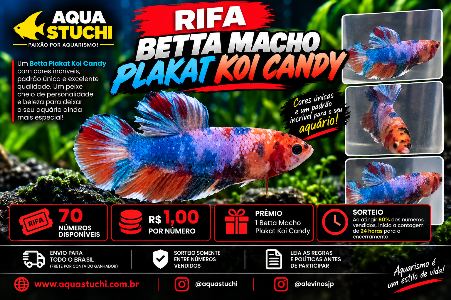 🐟 Betta Macho Plakat Koi Candy